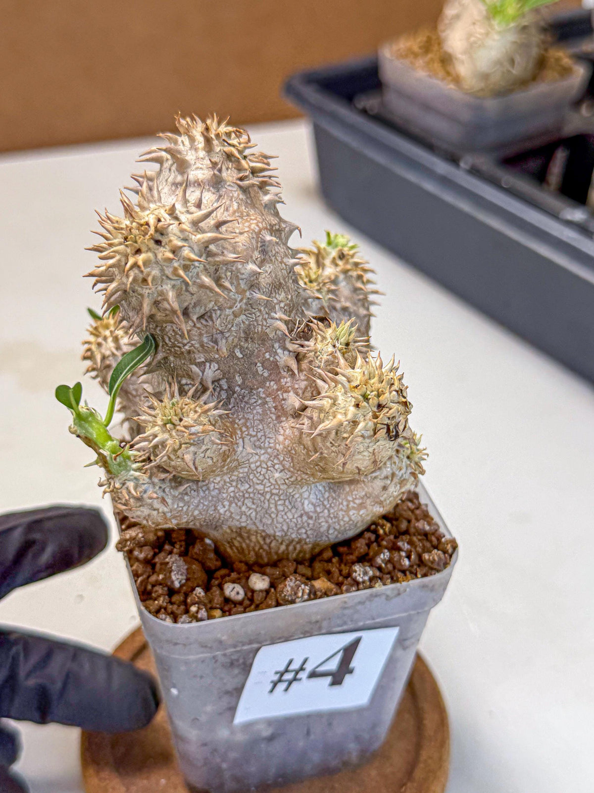 Brevicaule Baker (4) | Rare Plants