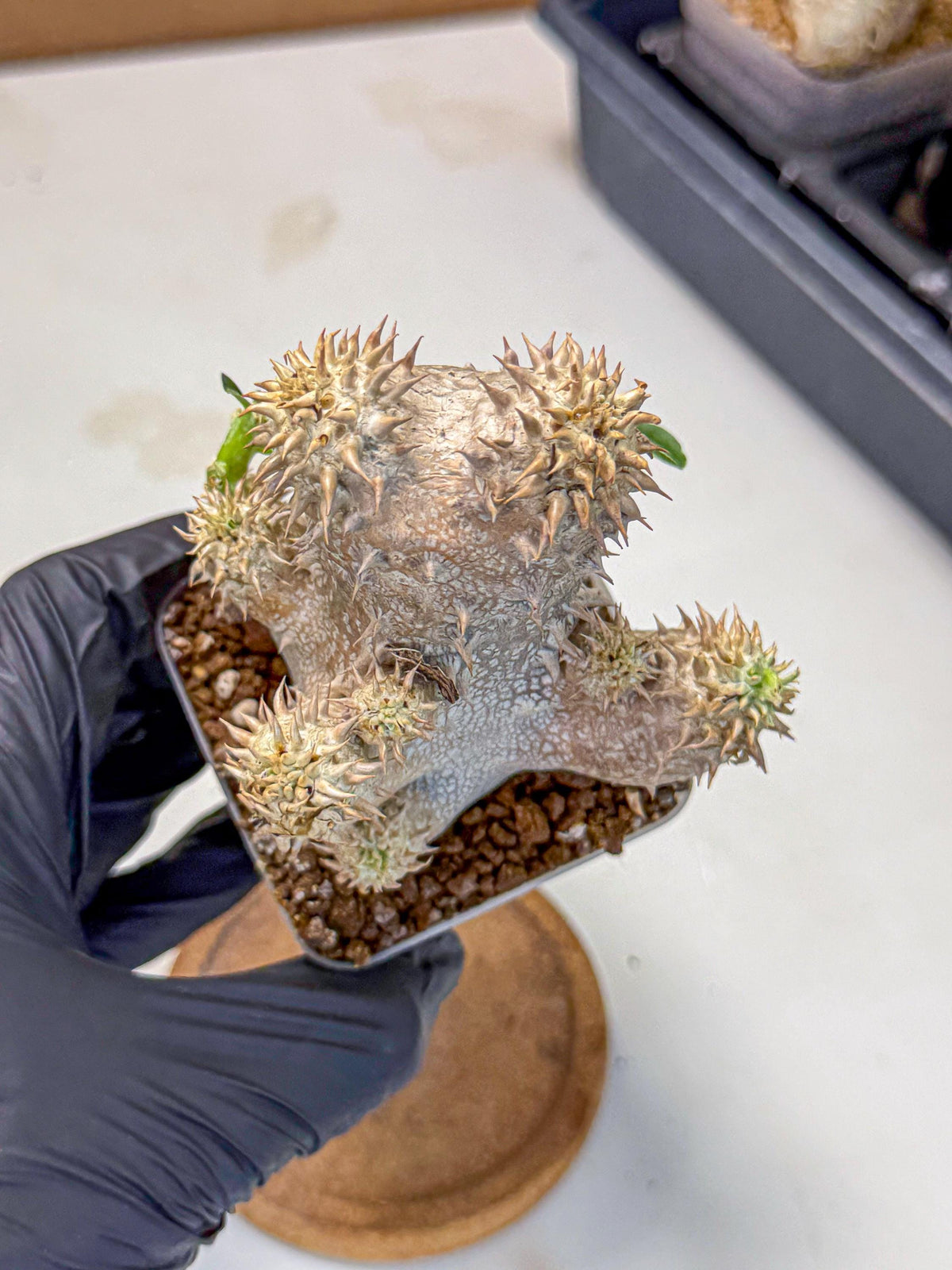 Brevicaule Baker (4) | Rare Plants