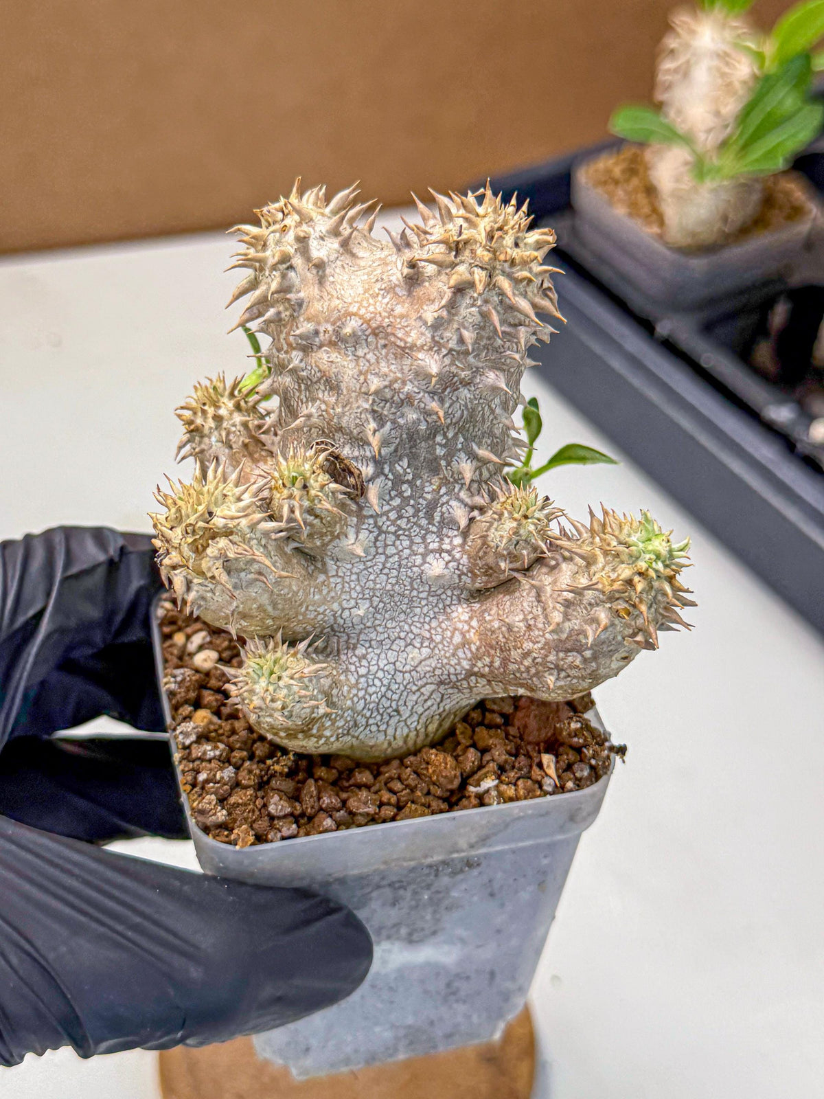 Brevicaule Baker (4) | Rare Plants