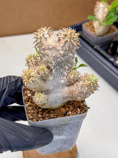 Brevicaule Baker (4) | Rare Plants