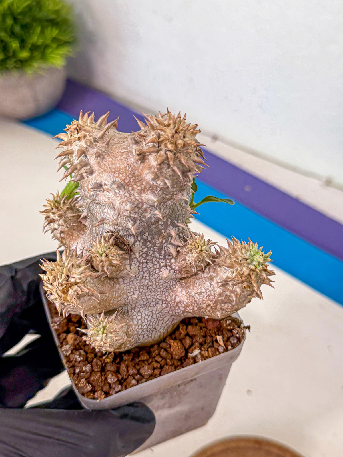 Brevicaule Baker (4) | Rare Plants