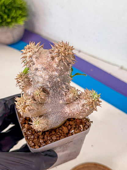Brevicaule Baker (4) | Rare Plants