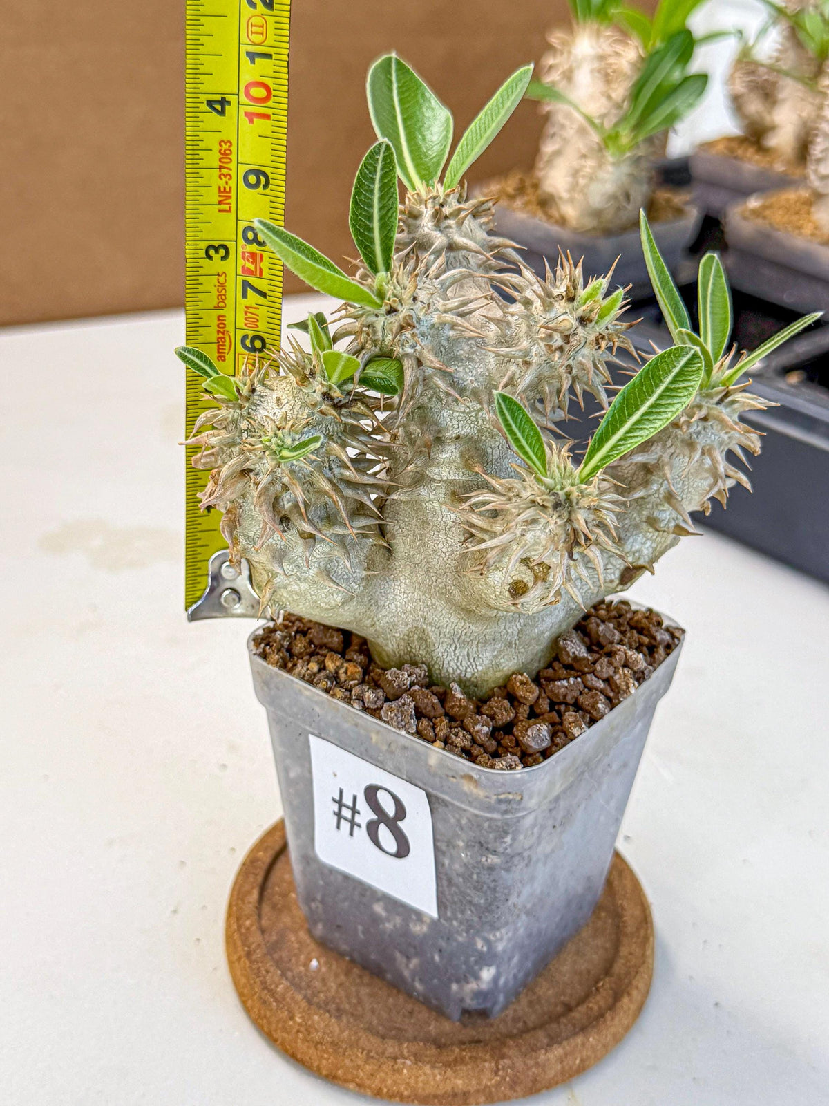 Brevicaule Baker (8) | Rare Plants