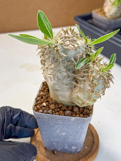 Brevicaule Baker (8) | Rare Plants