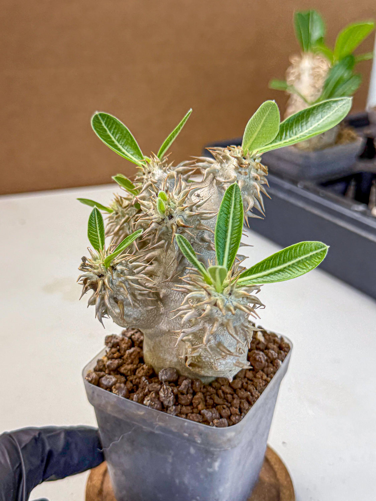 Brevicaule Baker (8) | Rare Plants