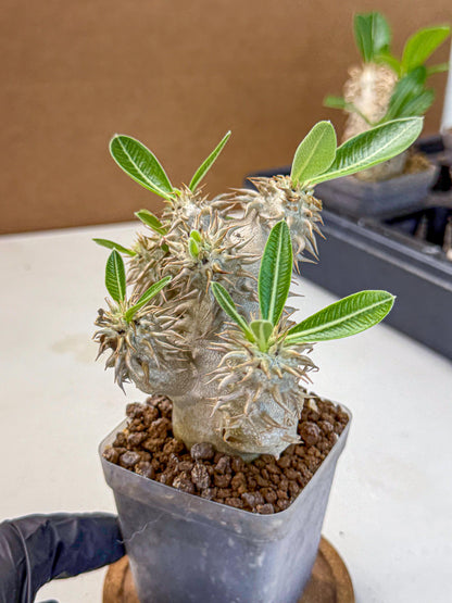 Brevicaule Baker (8) | Rare Plants