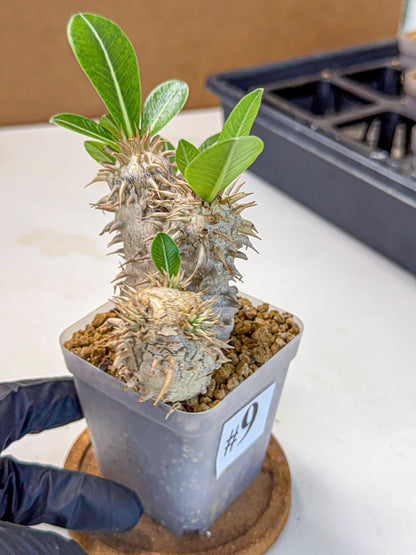 Brevicaule Baker (9) | Rare Plants