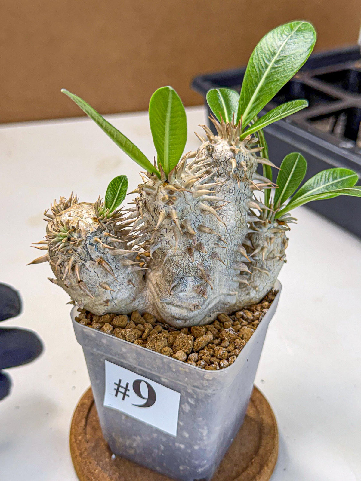 Brevicaule Baker (9) | Rare Plants