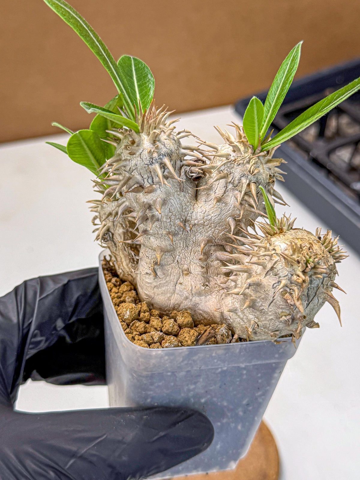 Brevicaule Baker (9) | Rare Plants