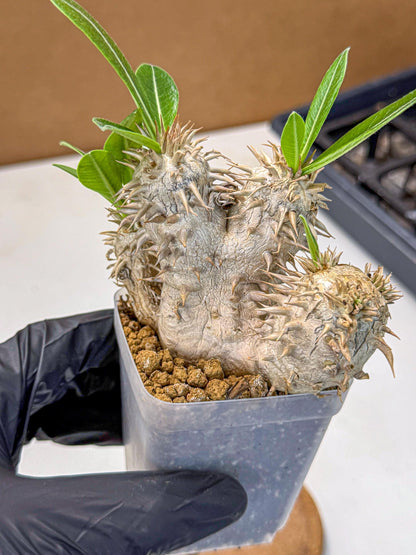 Brevicaule Baker (9) | Rare Plants