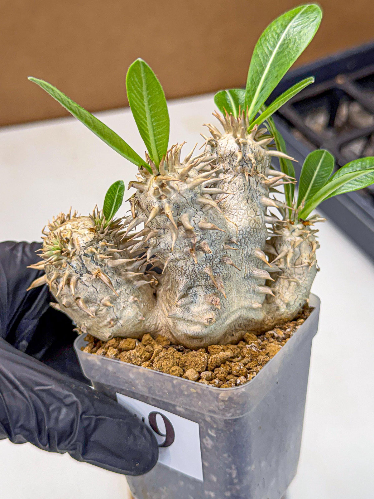 Brevicaule Baker (9) | Rare Plants