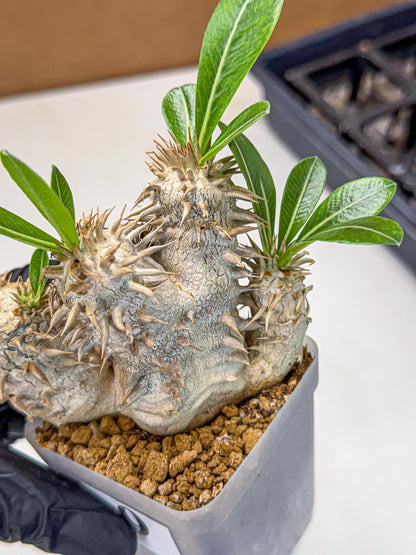 Brevicaule Baker (9) | Rare Plants
