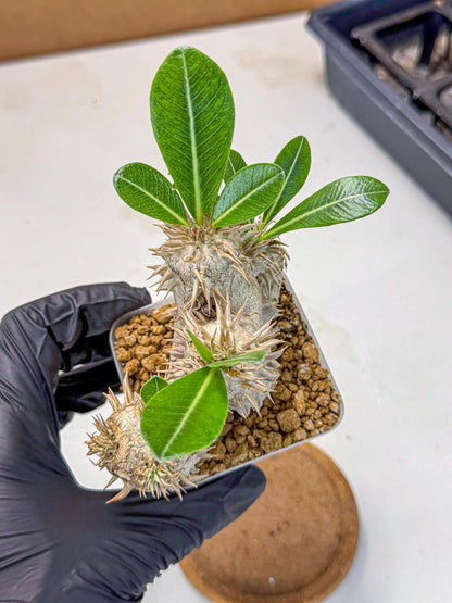 Brevicaule Baker (9) | Rare Plants