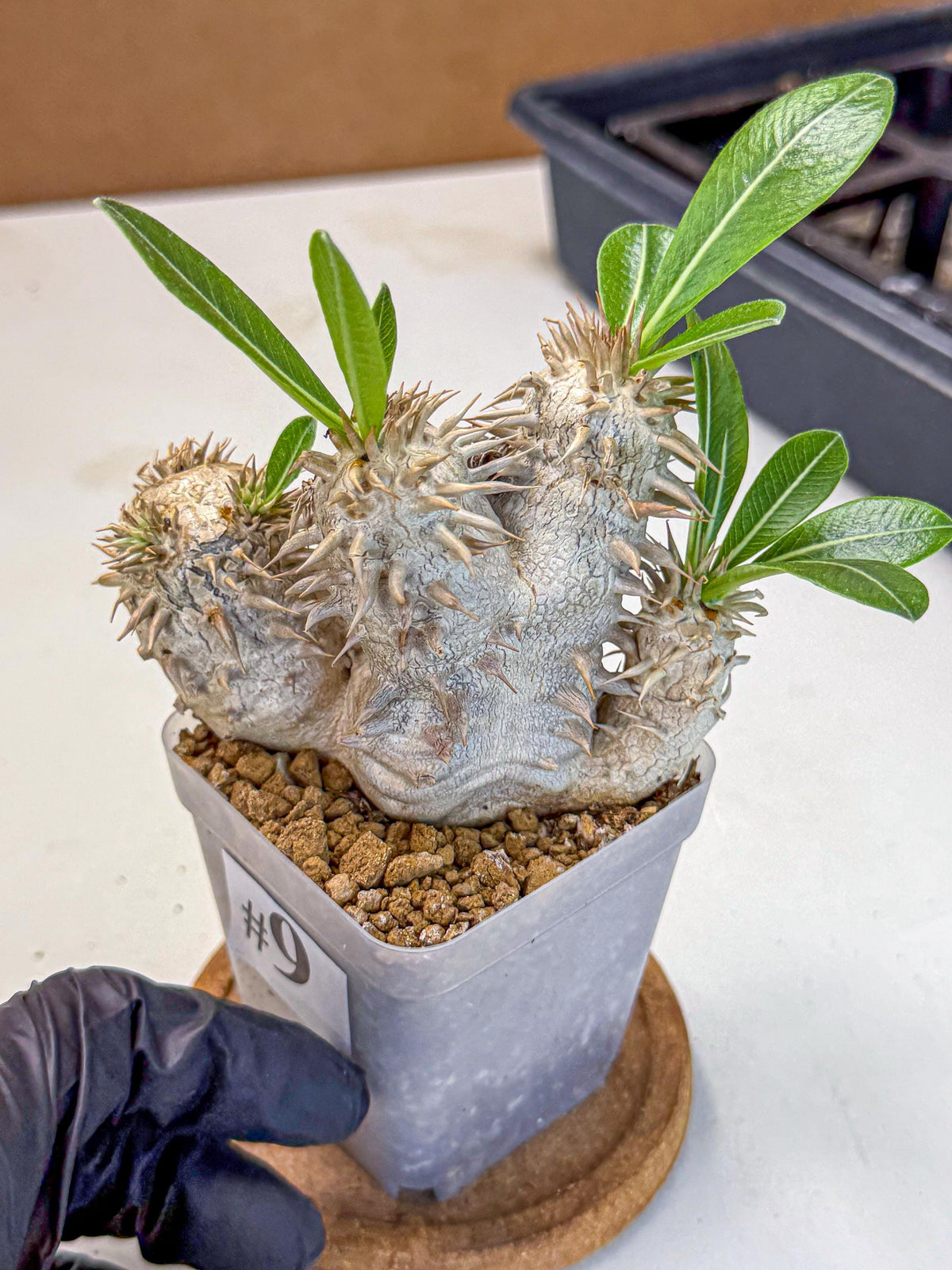 Brevicaule Baker (9) | Rare Plants