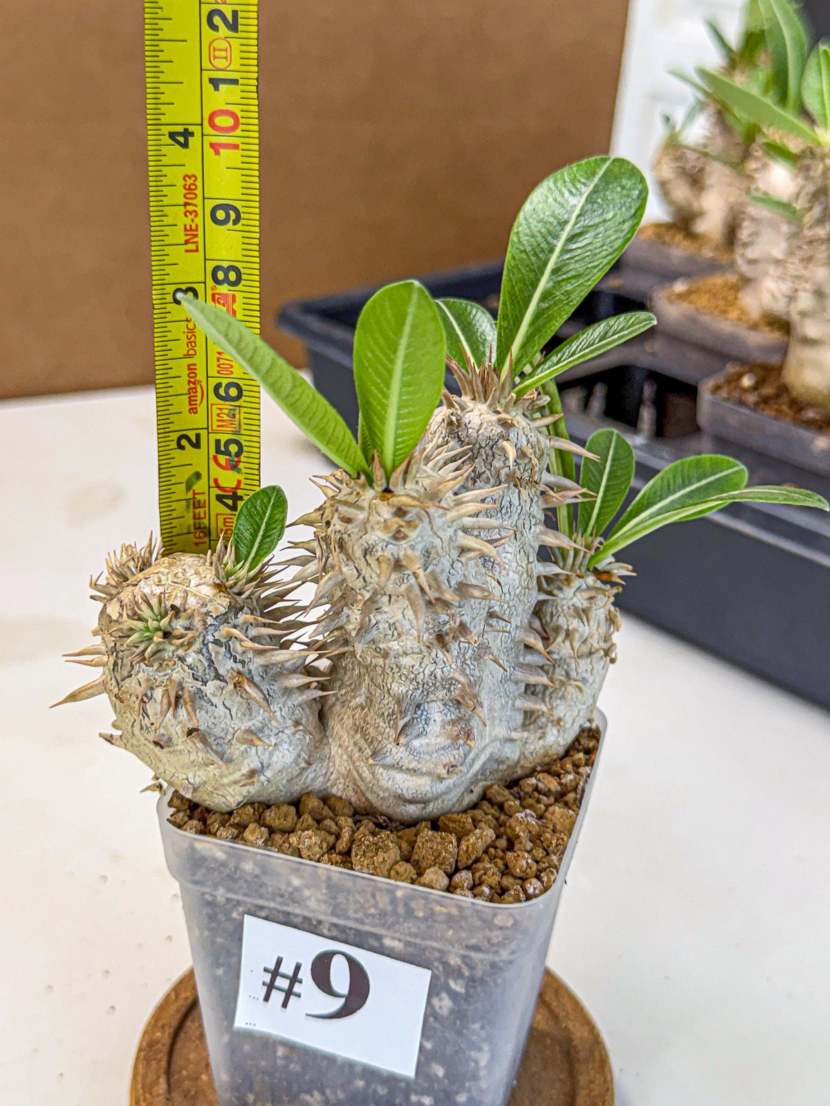 Brevicaule Baker (9) | Rare Plants