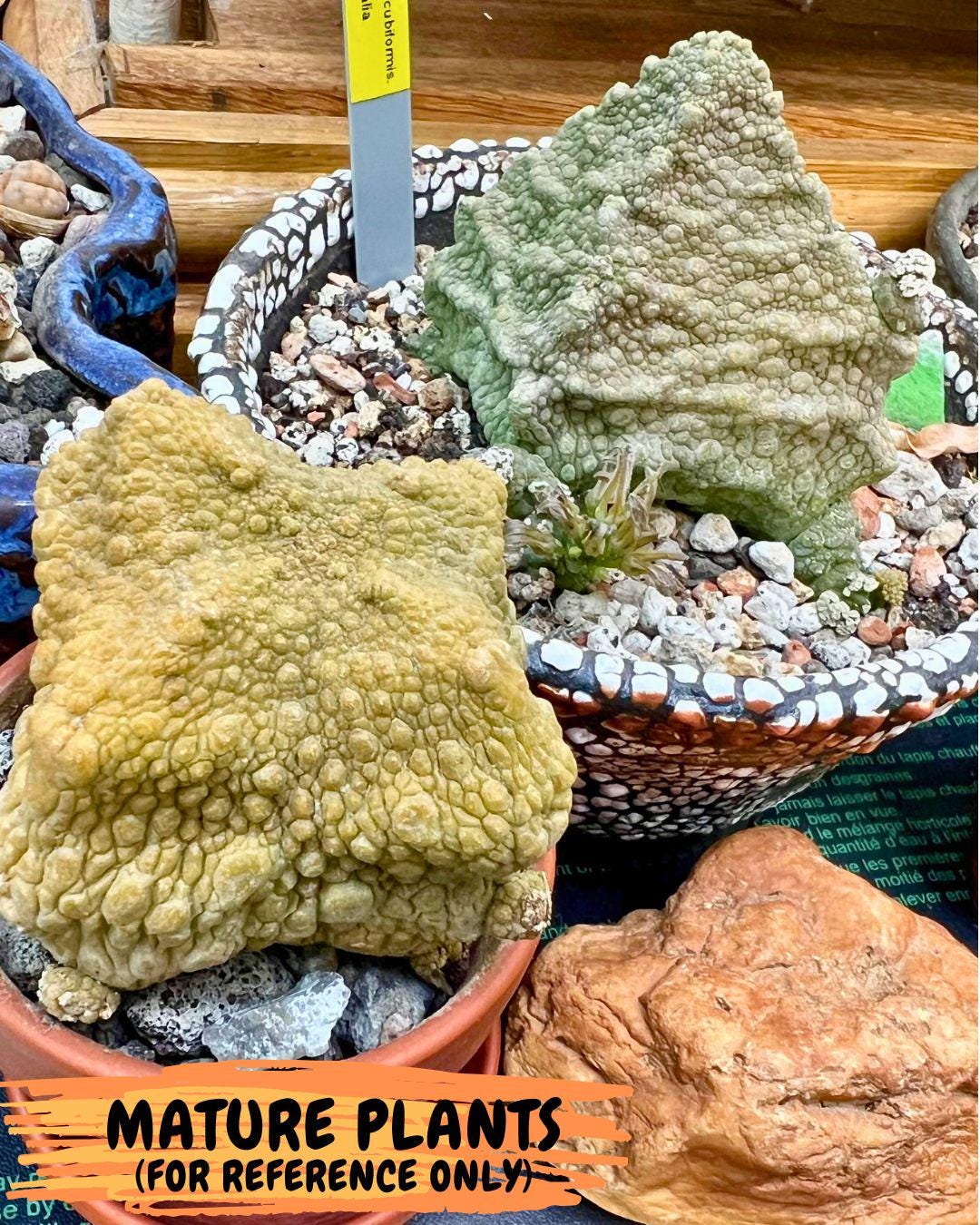 Pseudolithos Migiurtinus (4) | Rare Cactus
