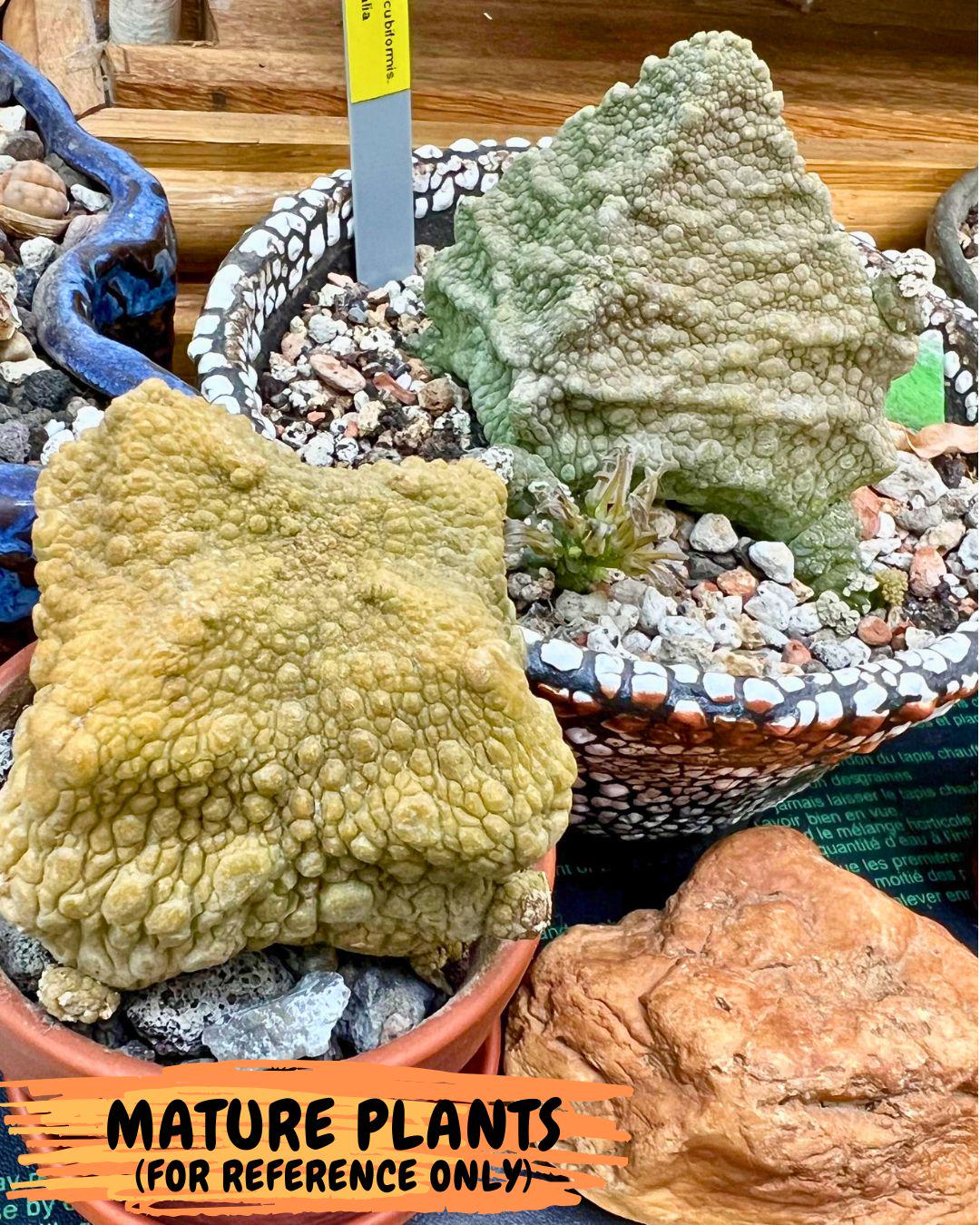Pseudolithos Migiurtinus (2) | Rare Cactus