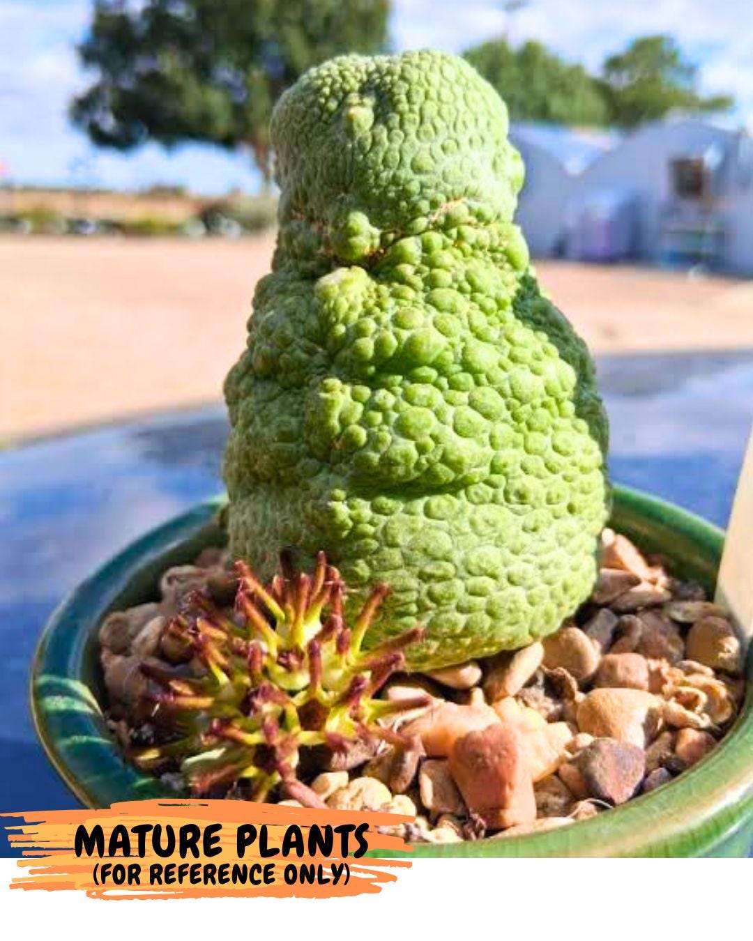 Pseudolithos Migiurtinus (4) | Rare Cactus