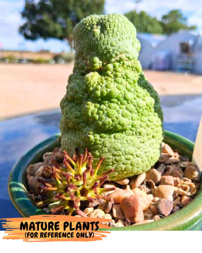 Pseudolithos Migiurtinus (5) | Rare Cactus