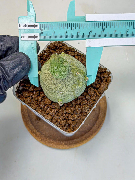 Pseudolithos Migiurtinus (2) | Rare Cactus