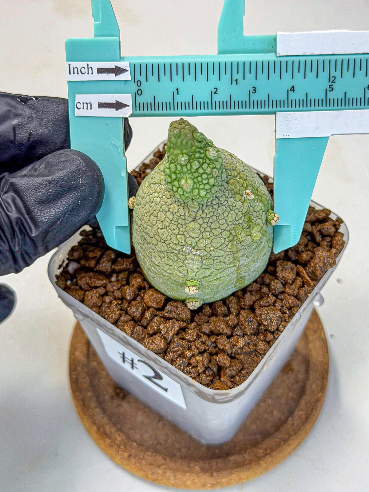 Pseudolithos Migiurtinus (2) | Rare Cactus