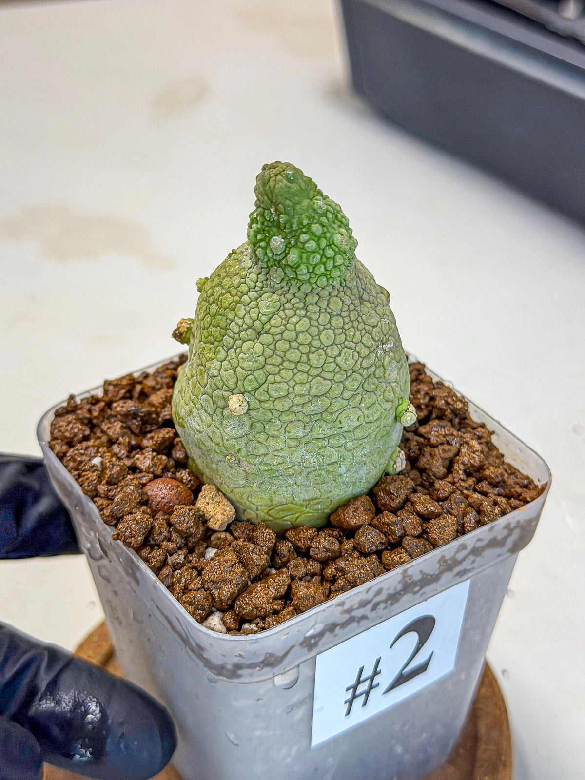 Pseudolithos Migiurtinus (2) | Rare Cactus