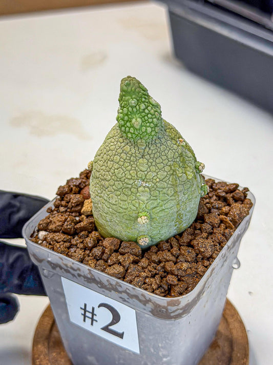Pseudolithos Migiurtinus (2) | Rare Cactus