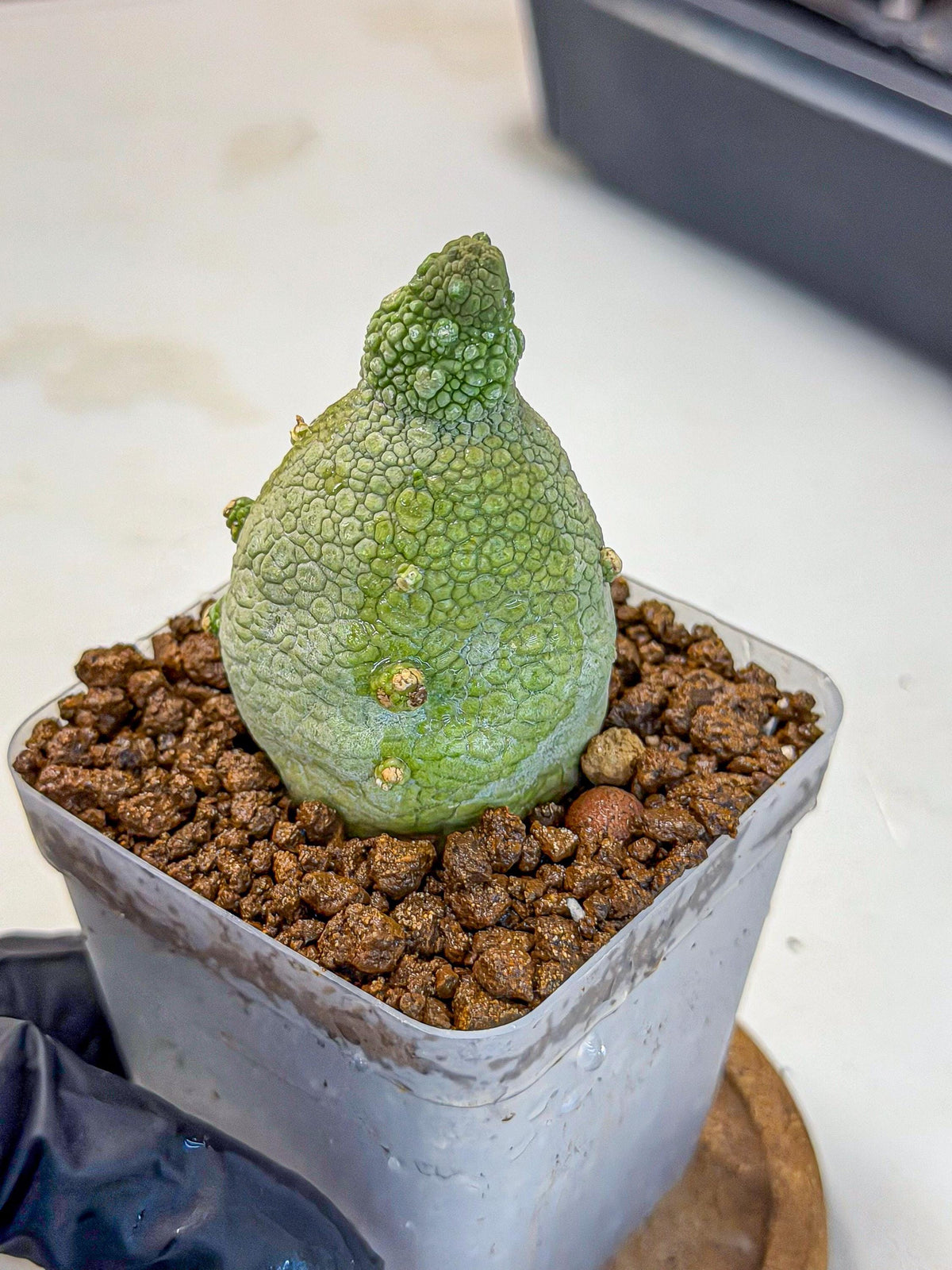Pseudolithos Migiurtinus (2) | Rare Cactus