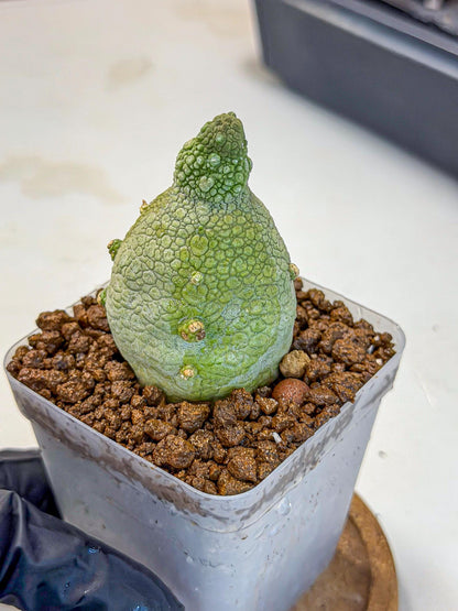Pseudolithos Migiurtinus (2) | Rare Cactus
