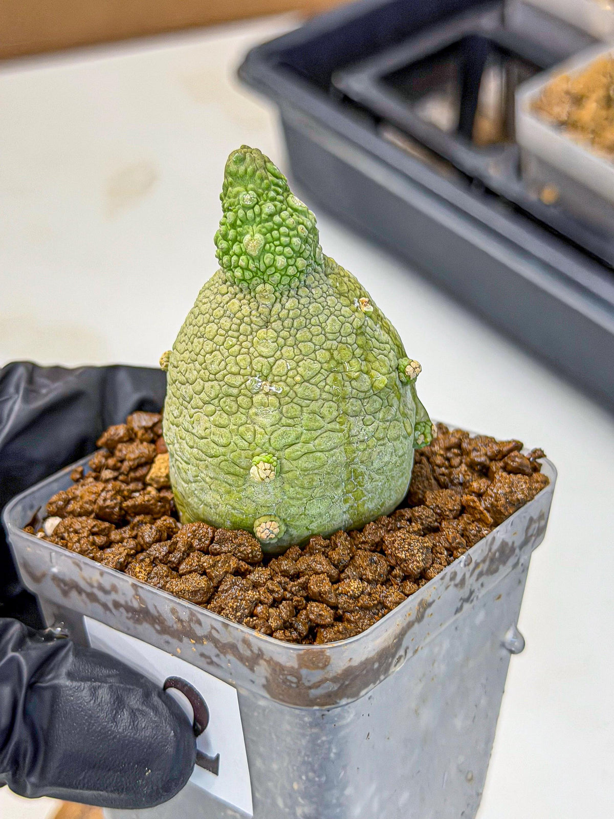 Pseudolithos Migiurtinus (2) | Rare Cactus