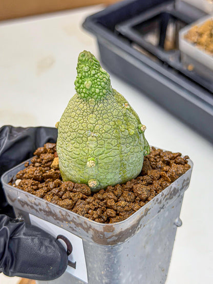 Pseudolithos Migiurtinus (2) | Rare Cactus