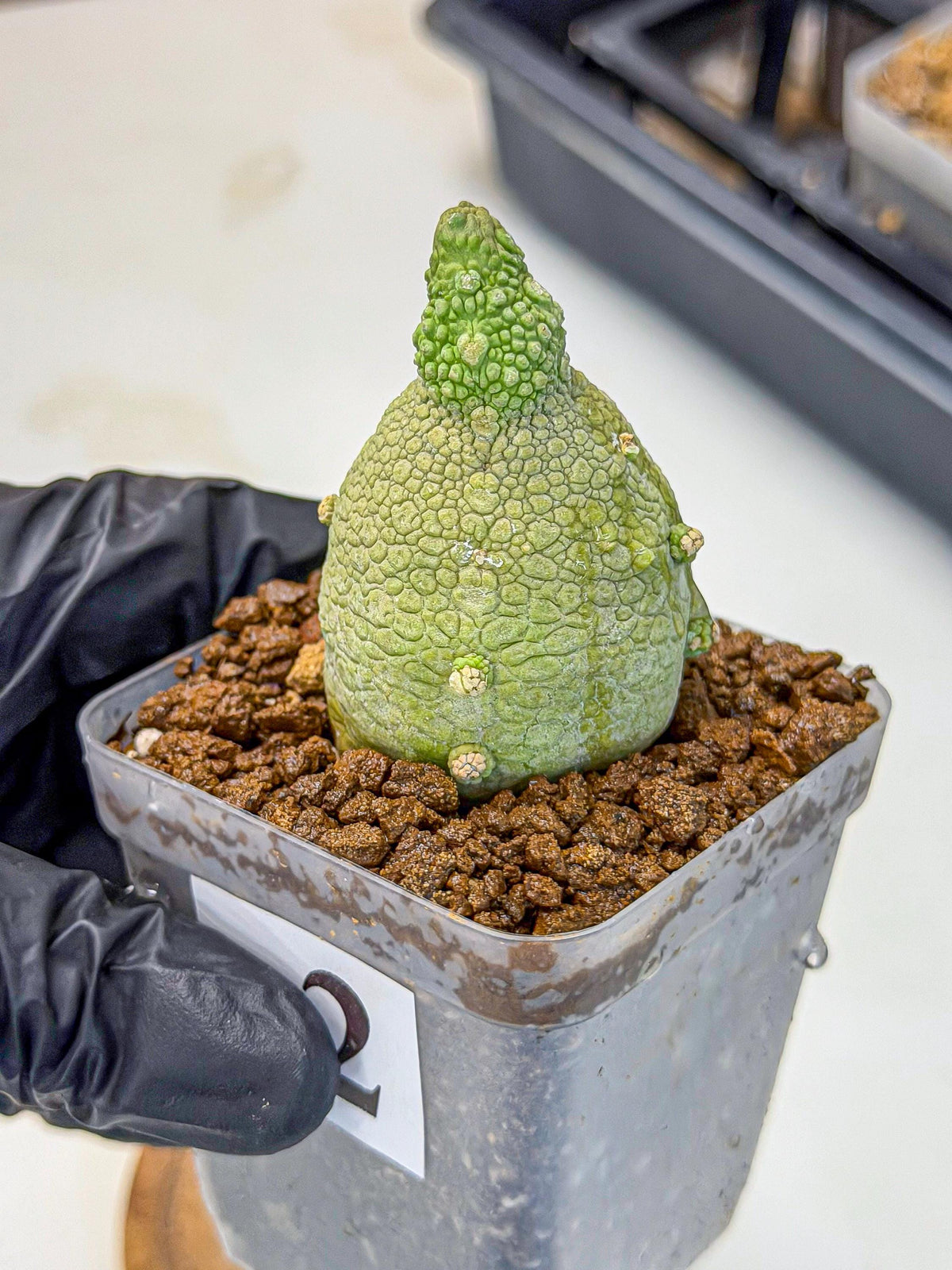 Pseudolithos Migiurtinus (2) | Rare Cactus