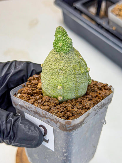 Pseudolithos Migiurtinus (2) | Rare Cactus