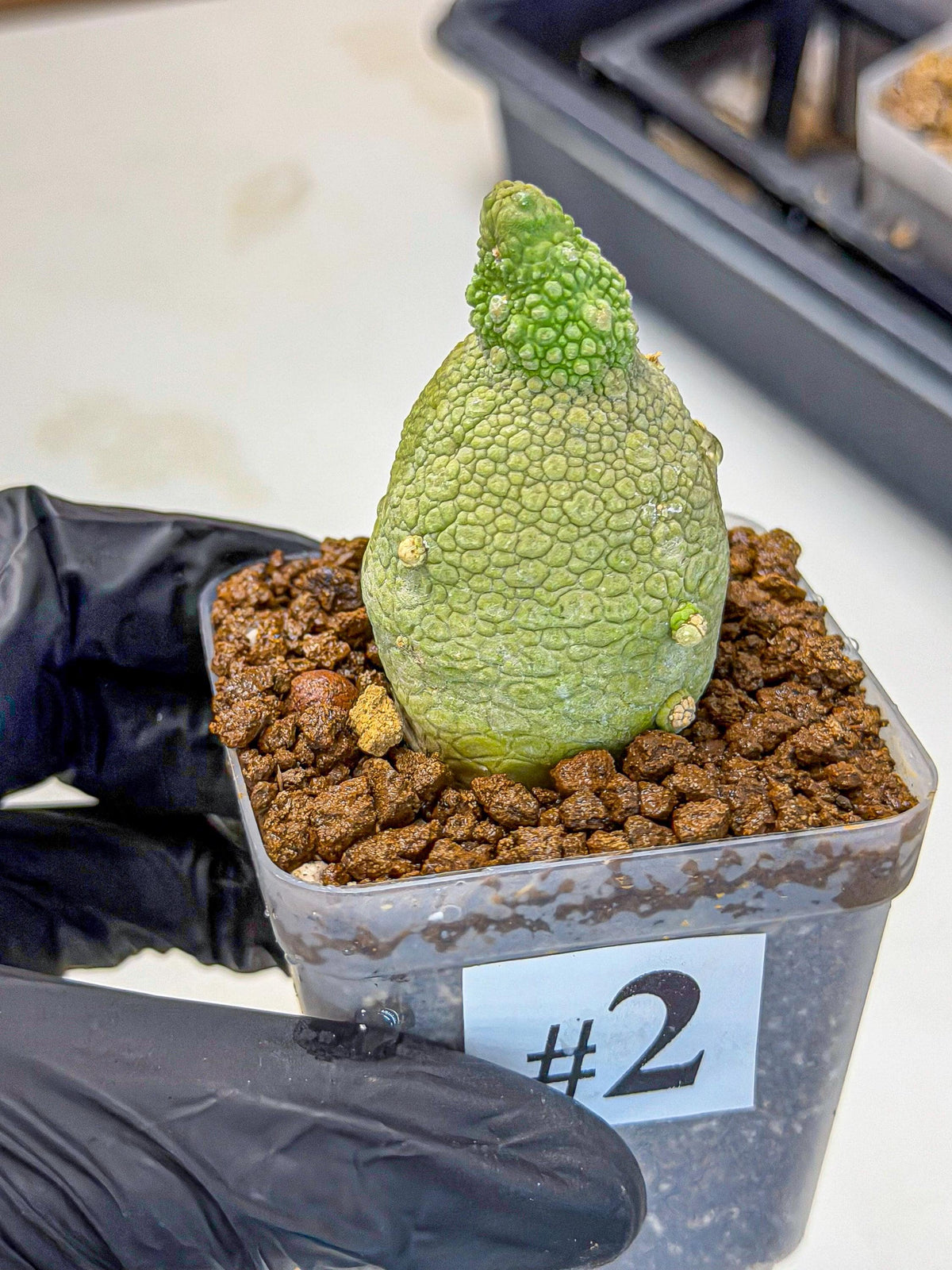 Pseudolithos Migiurtinus (2) | Rare Cactus