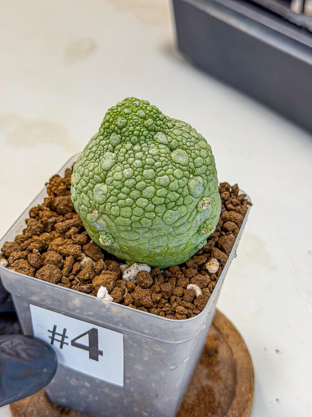 Pseudolithos Migiurtinus (4) | Rare Cactus