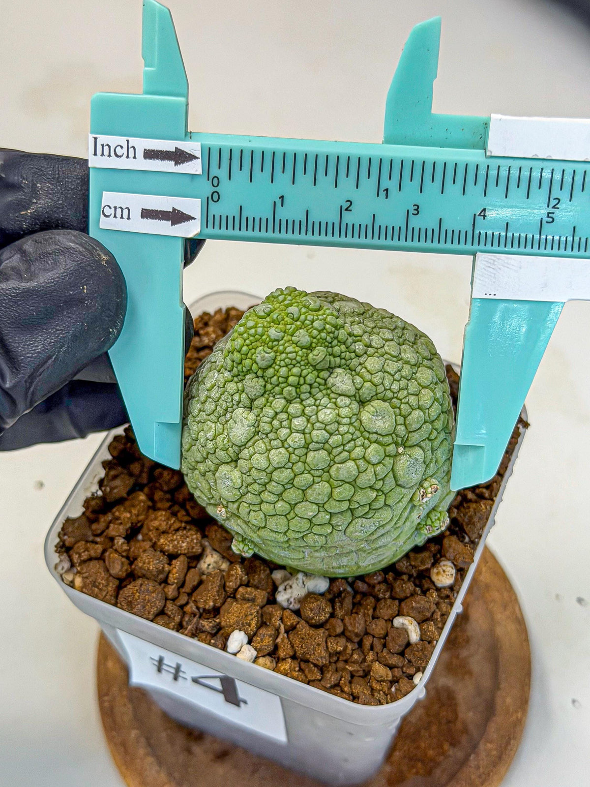 Pseudolithos Migiurtinus (4) | Rare Cactus