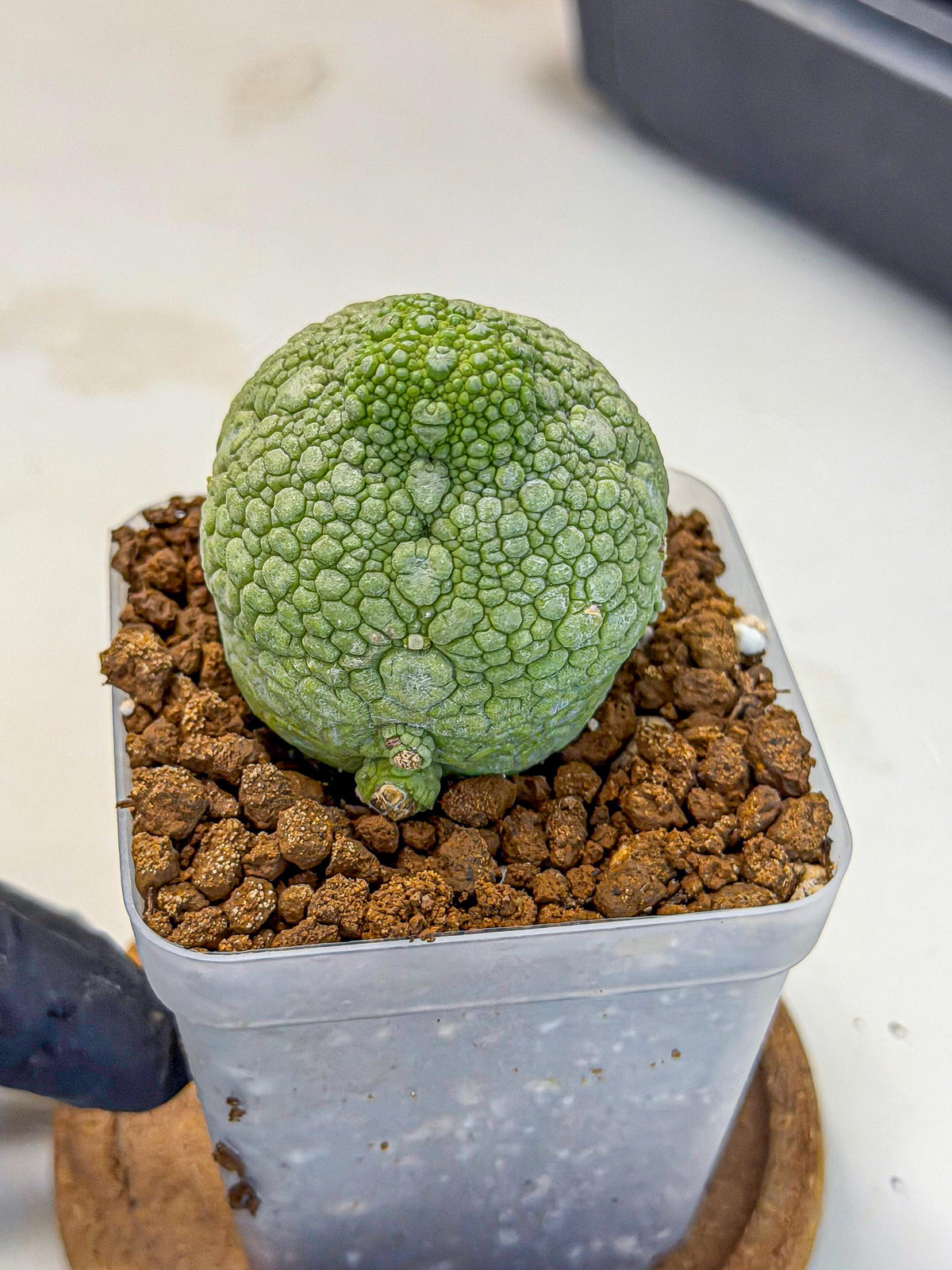 Pseudolithos Migiurtinus (4) | Rare Cactus