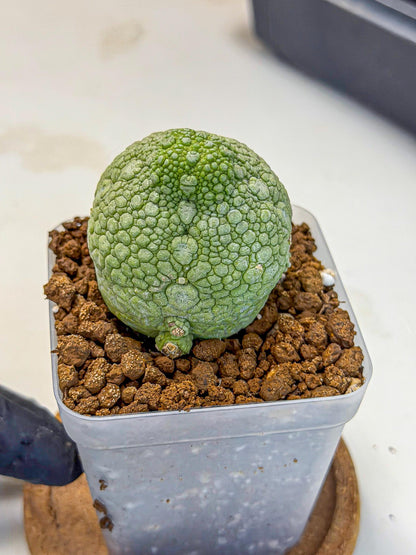 Pseudolithos Migiurtinus (4) | Rare Cactus