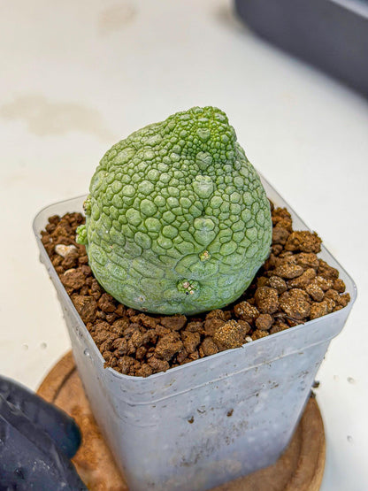 Pseudolithos Migiurtinus (4) | Rare Cactus