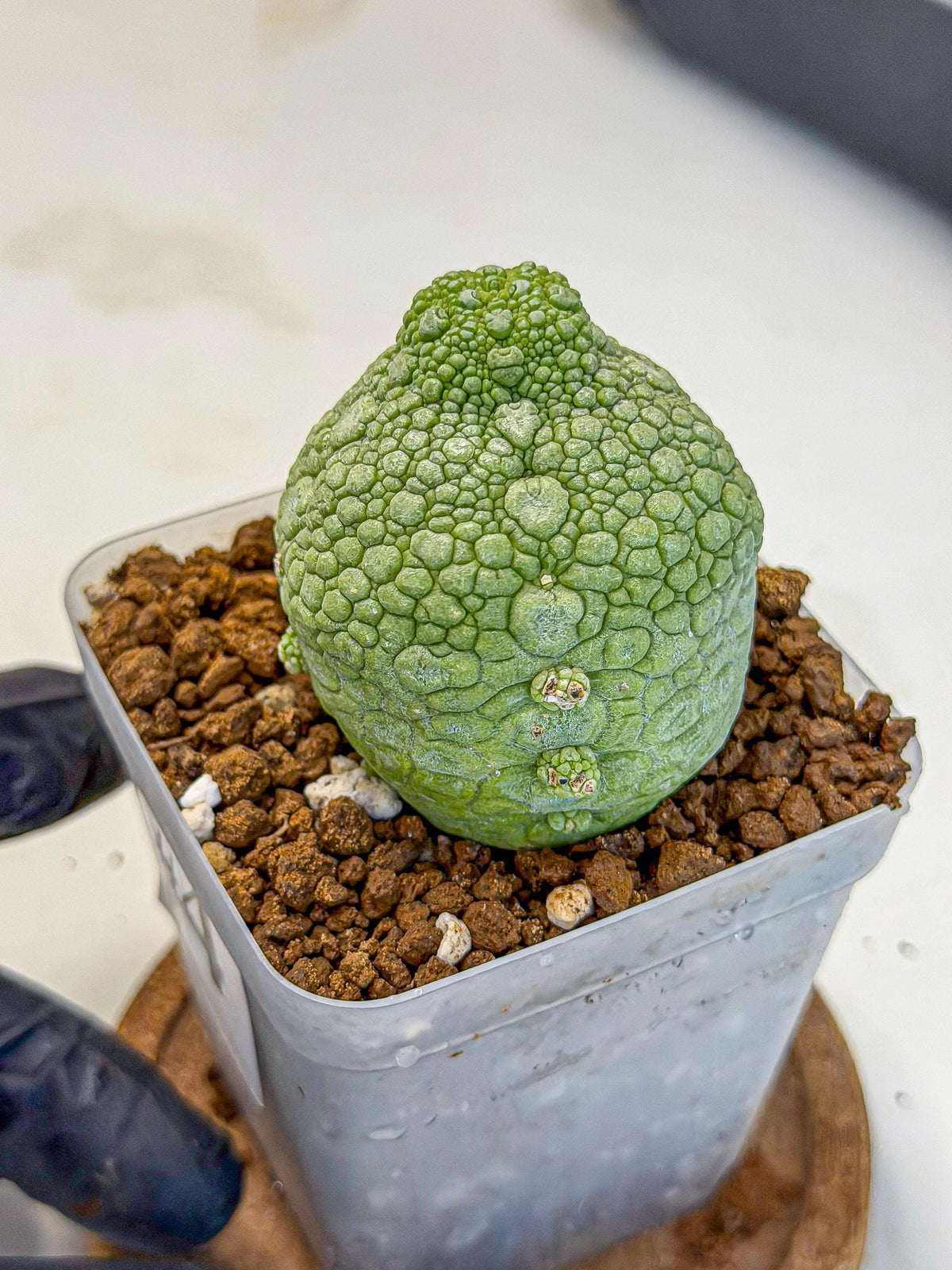 Pseudolithos Migiurtinus (4) | Rare Cactus