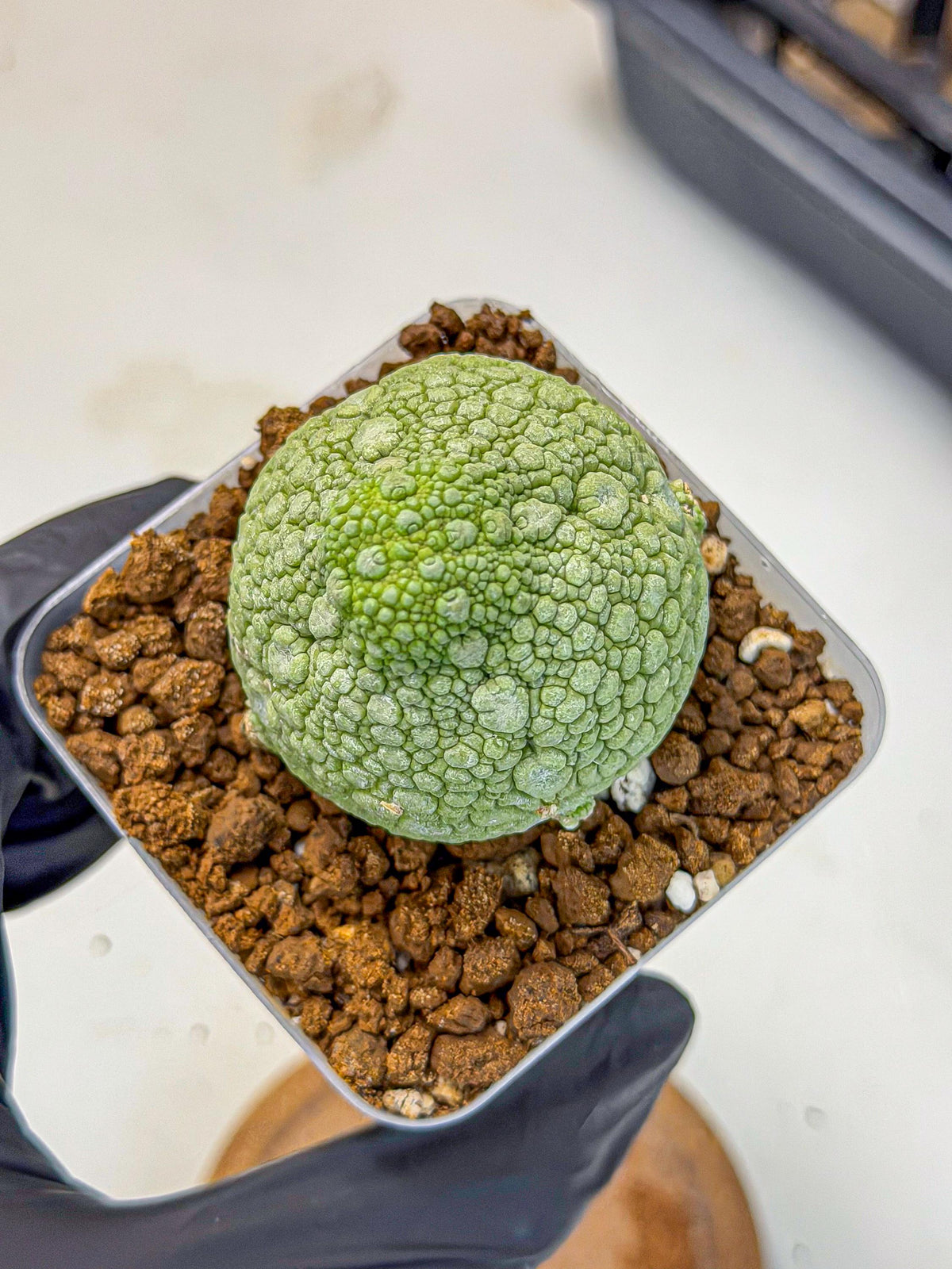 Pseudolithos Migiurtinus (4) | Rare Cactus