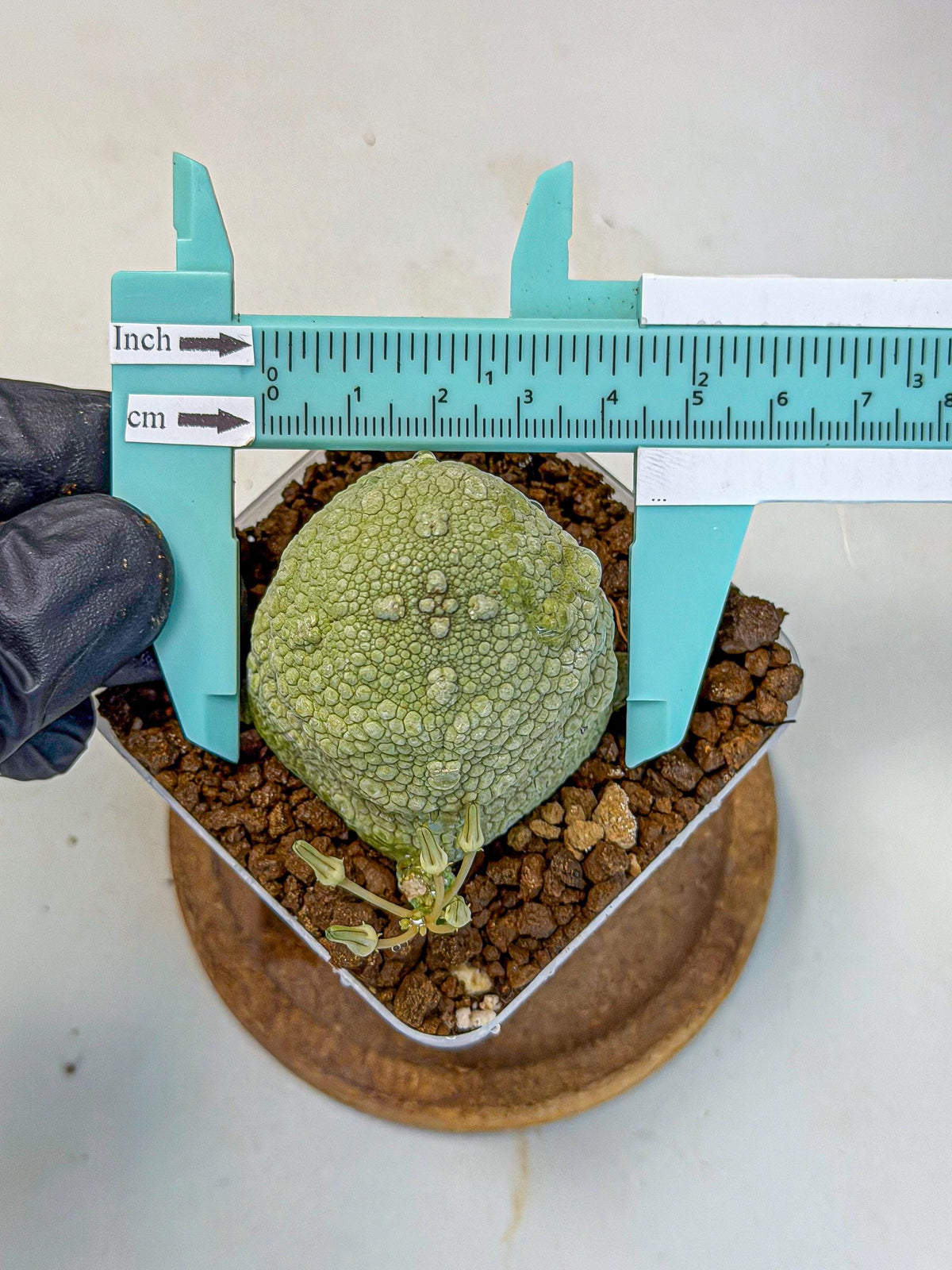 Pseudolithos Migiurtinus (5) | Rare Cactus