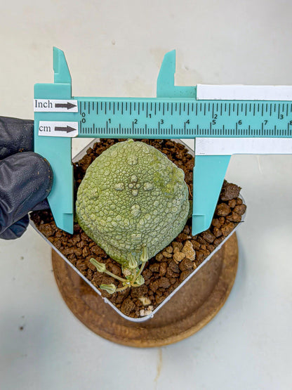 Pseudolithos Migiurtinus (5) | Rare Cactus