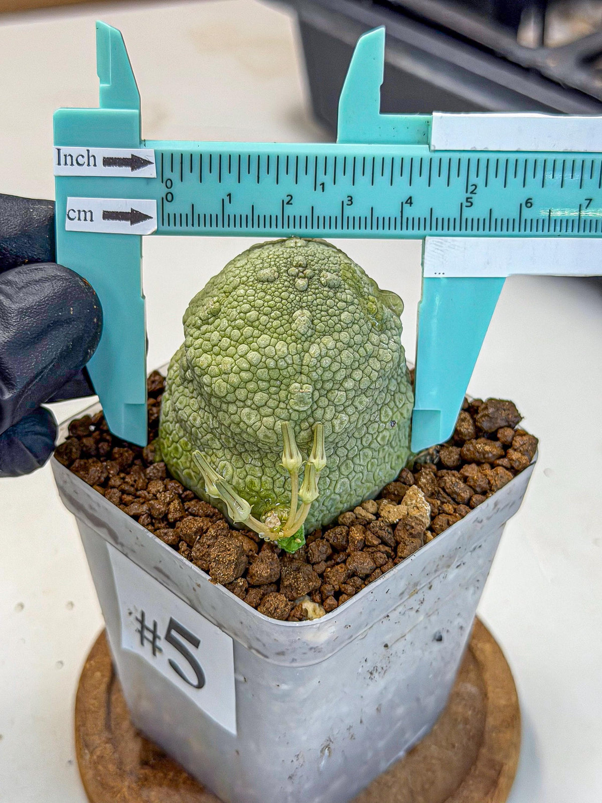 Pseudolithos Migiurtinus (5) | Rare Cactus