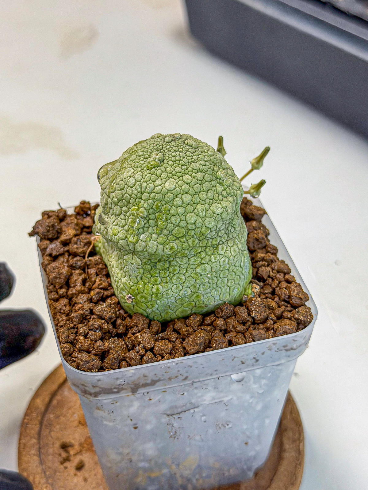 Pseudolithos Migiurtinus (5) | Rare Cactus