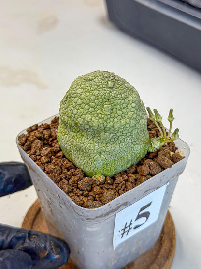 Pseudolithos Migiurtinus (5) | Rare Cactus