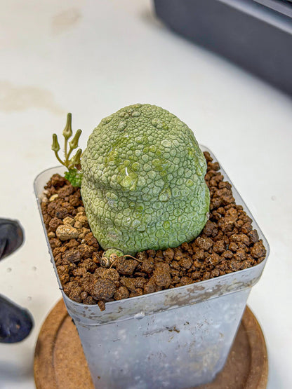 Pseudolithos Migiurtinus (5) | Rare Cactus