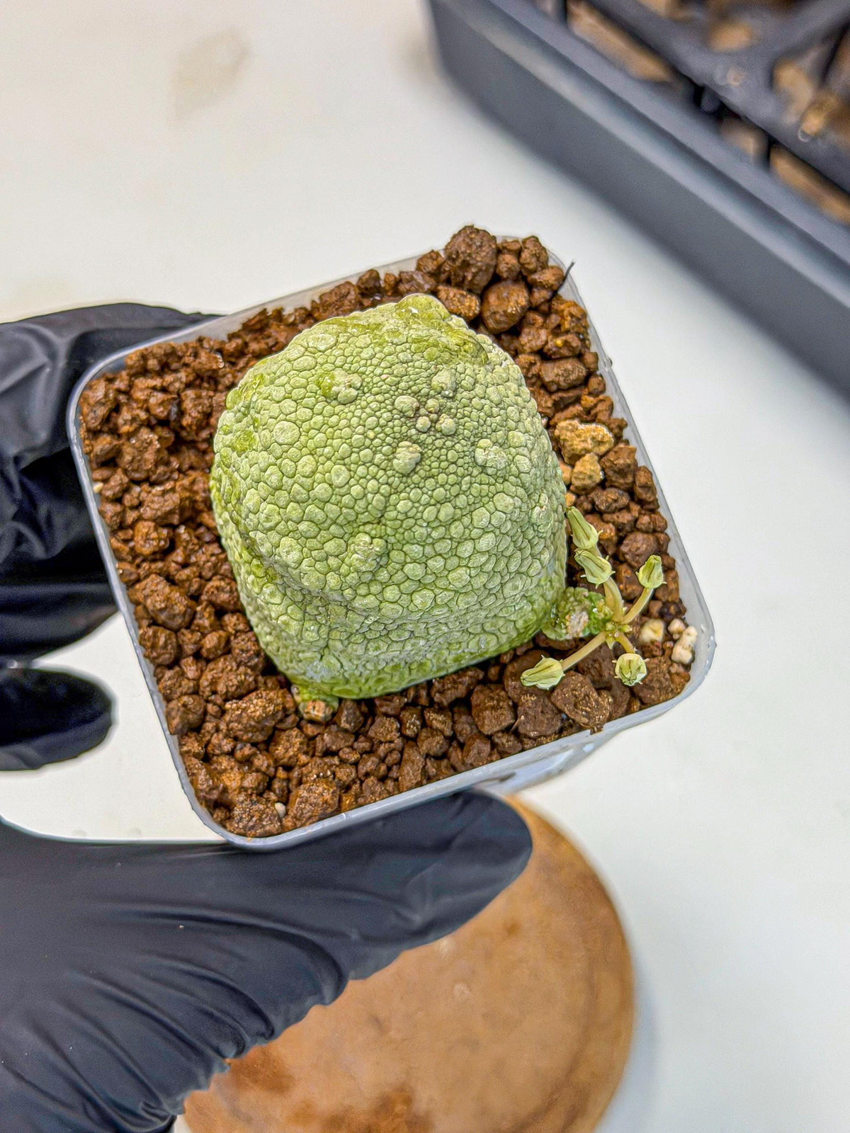 Pseudolithos Migiurtinus (5) | Rare Cactus