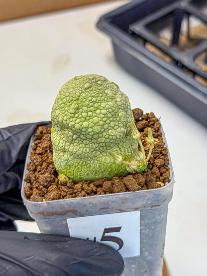 Pseudolithos Migiurtinus (5) | Rare Cactus