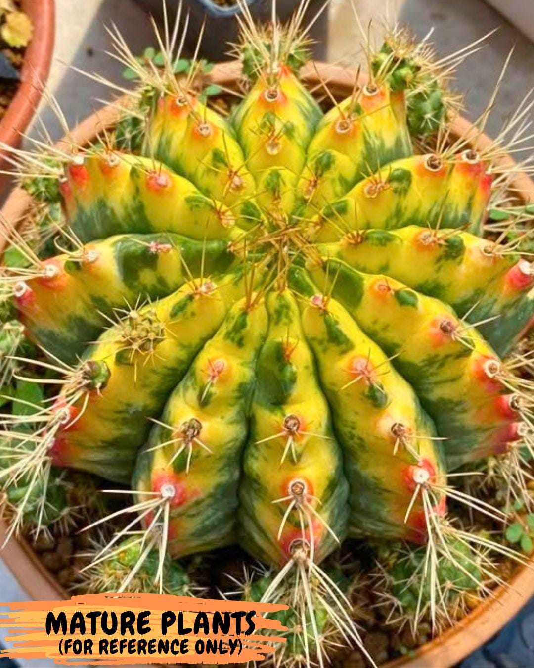 Gymnocalycium Lucky Yellow (gy19) (3) | Variegated cactus